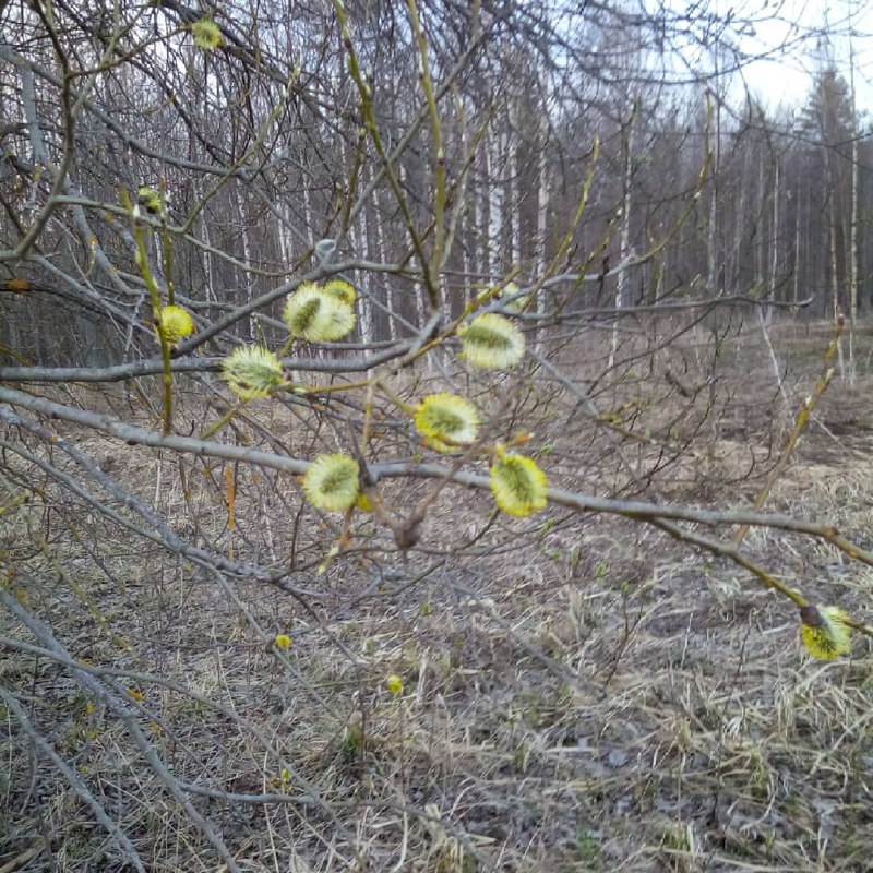 Заячьи хвостики растение фото