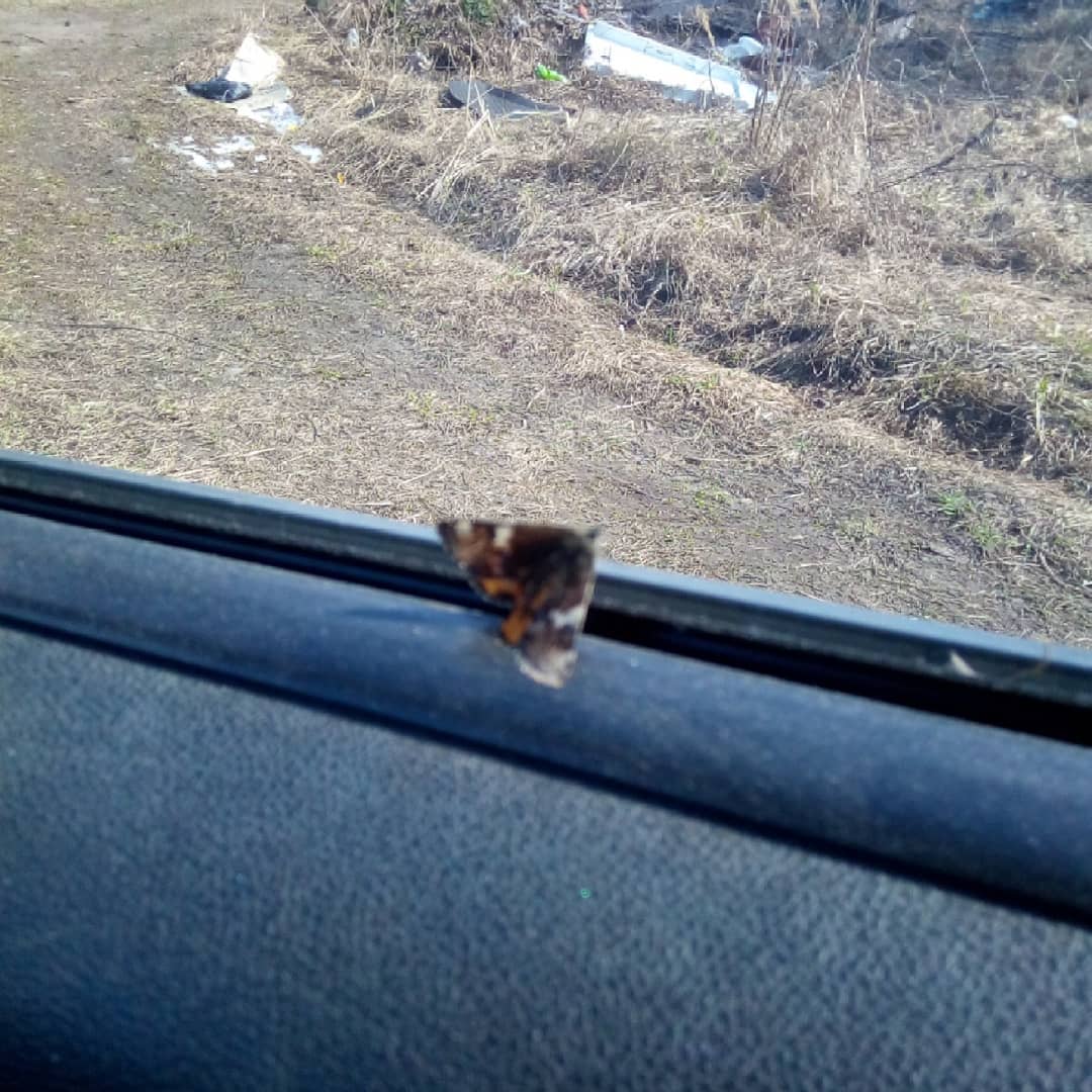 Водитель из Бескудниковского подвез  необычного пассажира
